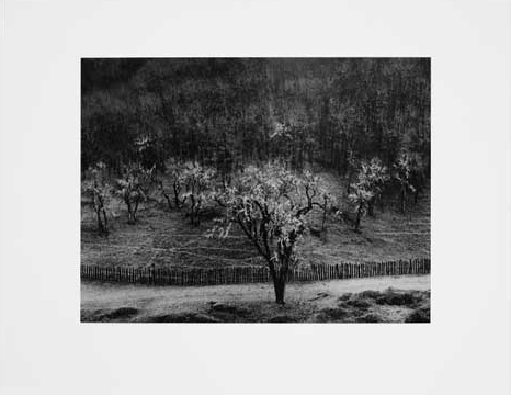 Oak Tree, Rain, Sonoma County Hills, California
